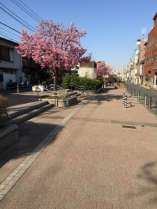 遊歩道に桜が満開